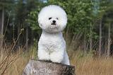 BICHON FRISE 311